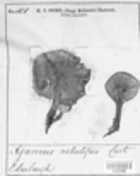 Agaricus velutipes image